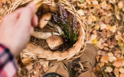 Foraging Courses – Spring and Autumn